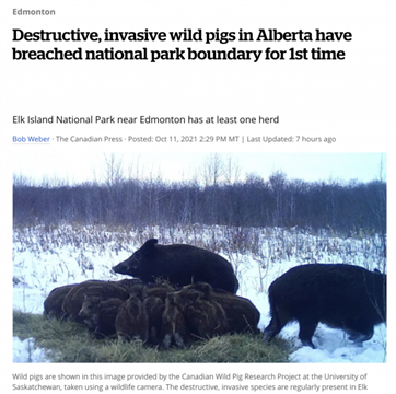野猪入侵加拿大国家公园！繁殖速度超快