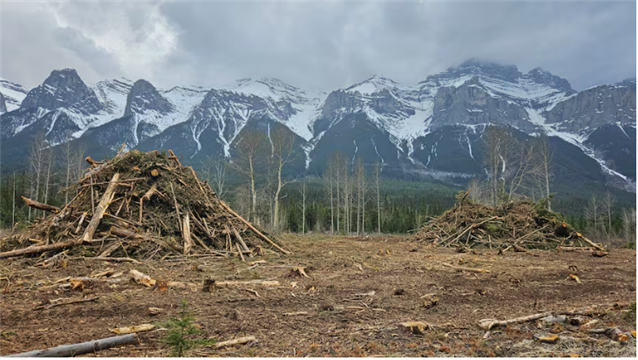 保护居民的防火屏障也有利于艾伯塔省的野生动物。